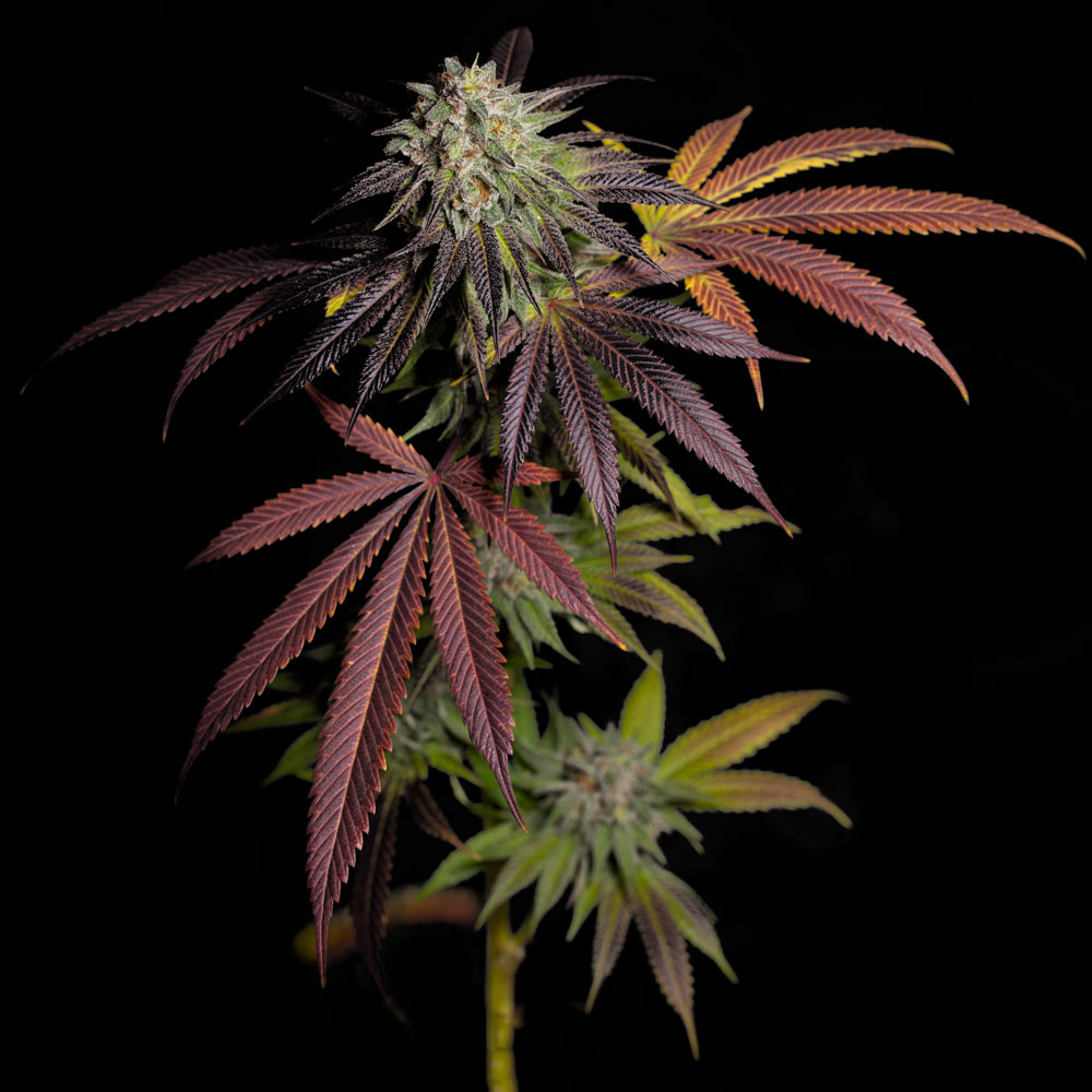 7 S.O.H. Female Weed Seeds by Grateful Seeds Wholesale