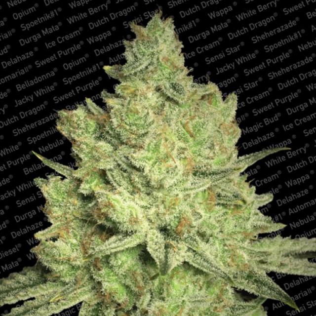 Jacky White Female Cannabis Seeds
