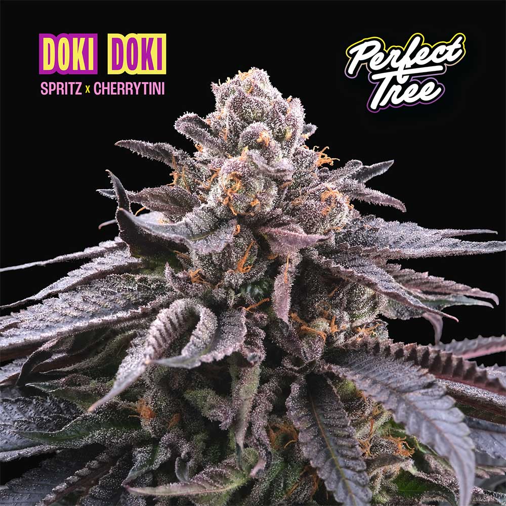 Doki Doki Feminized Cannabis Seedss