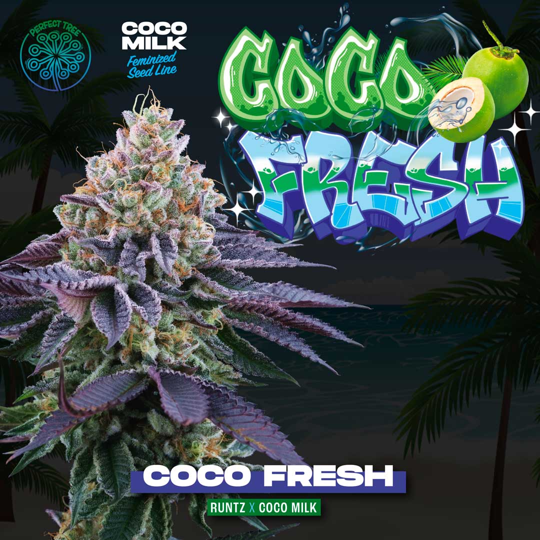 Coco Fresh Feminized Cannabis Seeds