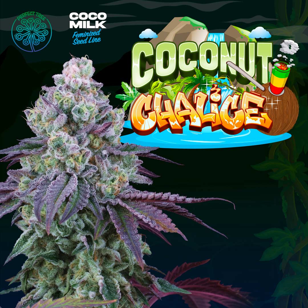 Coconut Chalice Feminized Cannabis Seeds