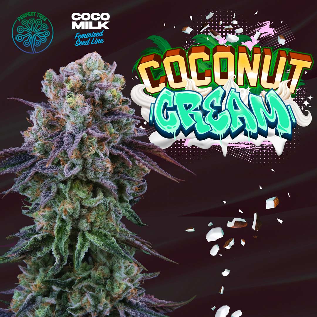 Coconut Cream Feminized Cannabis Seeds Wholesale