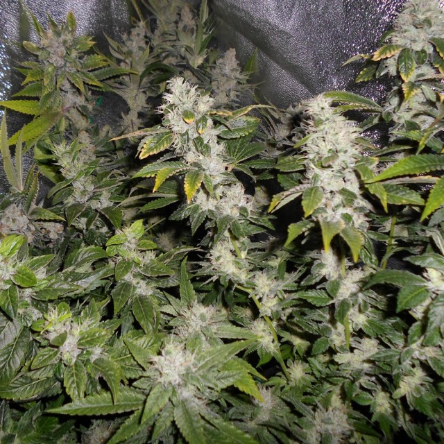 Sour Walker Female Cannabis Seeds