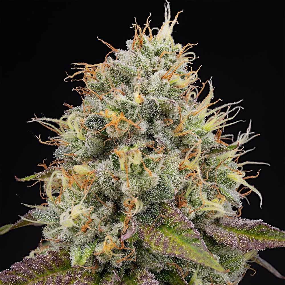 Pinata Female Weed Seeds by Grounded Genetics Wholesale