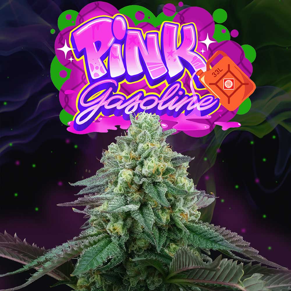 Pink Gasoline Feminized Cannabis Seeds