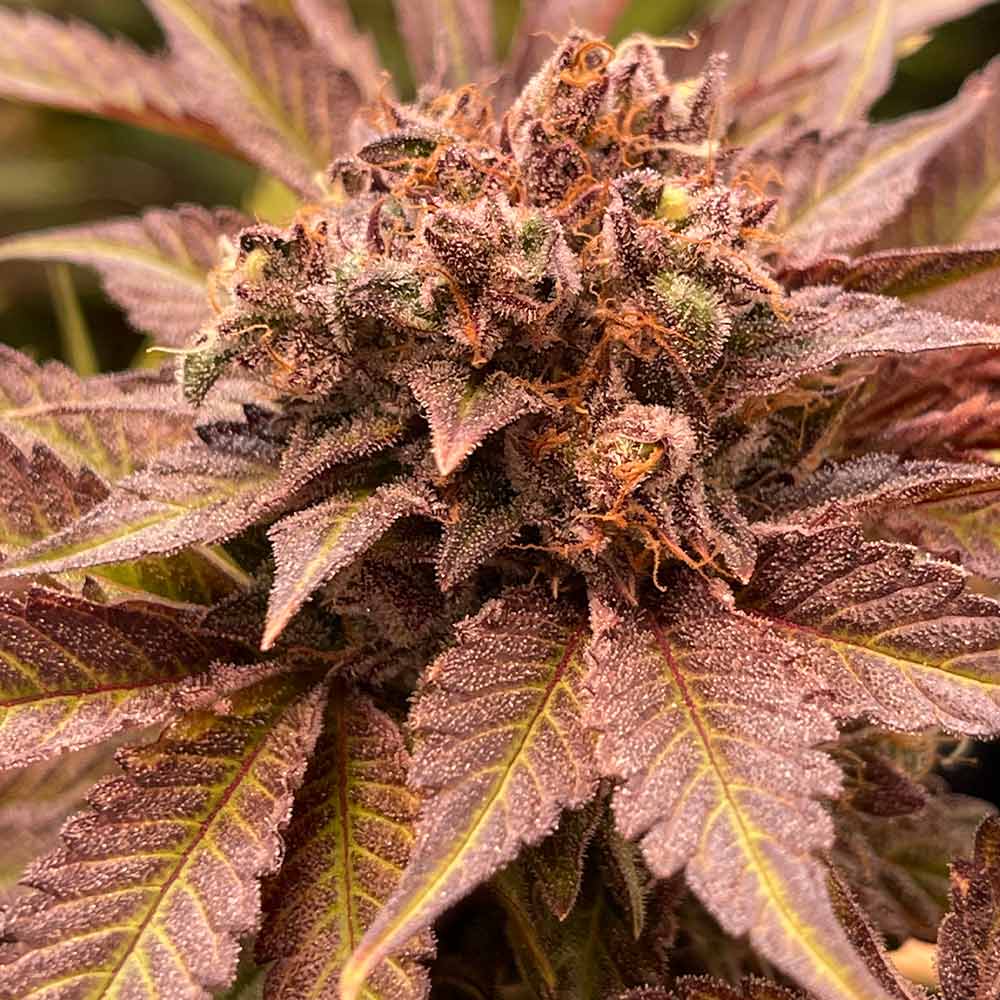 Pink Waferz Female Weed Seeds by Conscious Genetics