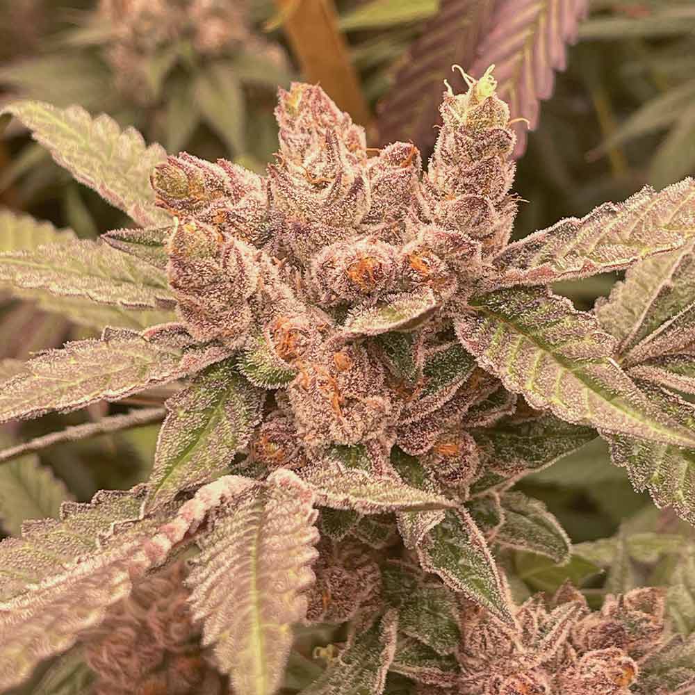 Pink Waferz Female Weed Seeds by Conscious Genetics