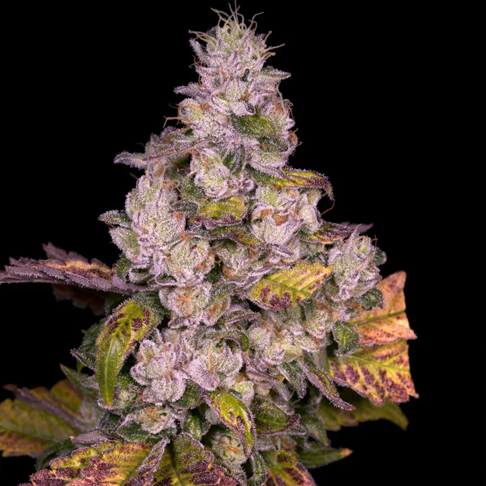 Planet Diesel Regular Cannabis Seeds Archive Seed Bank