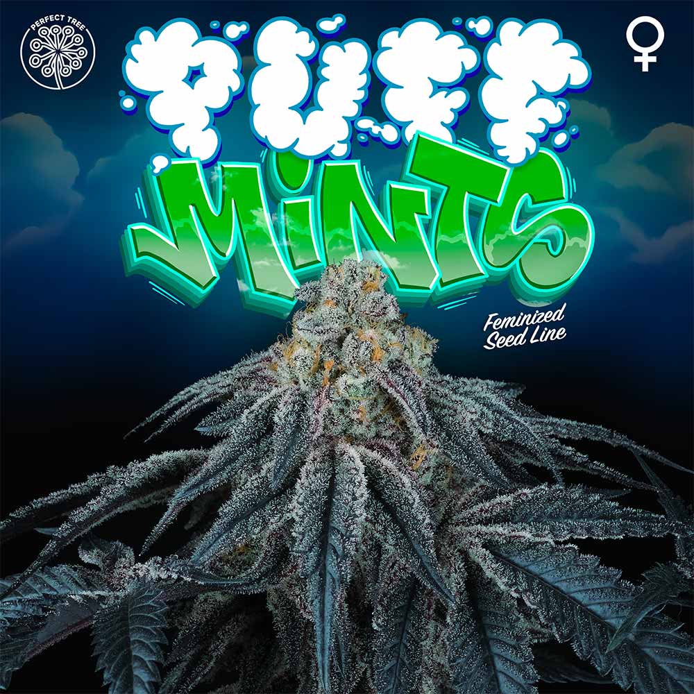 Puff Mints Female Weed Seeds