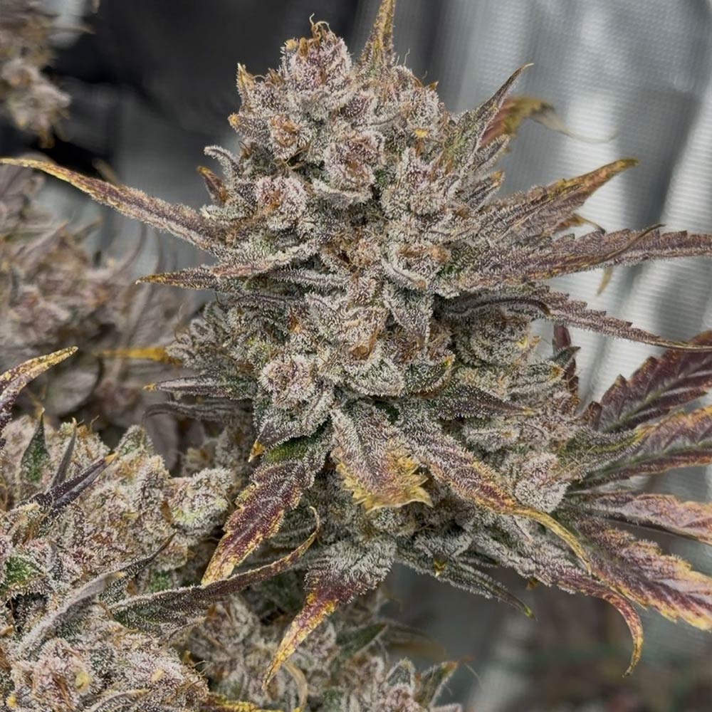 Purple Banana Popesicle Auto
