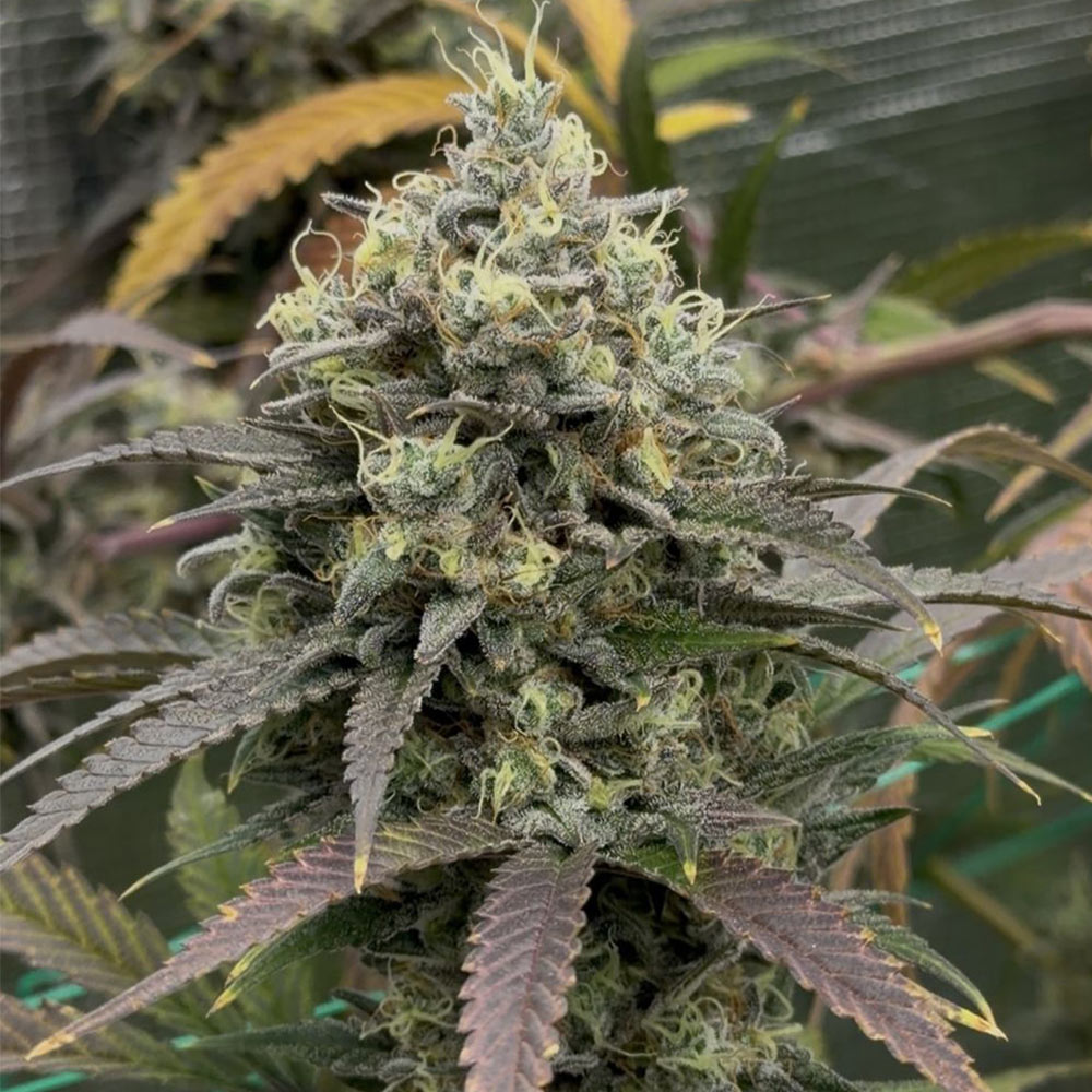Queens Bananner Auto