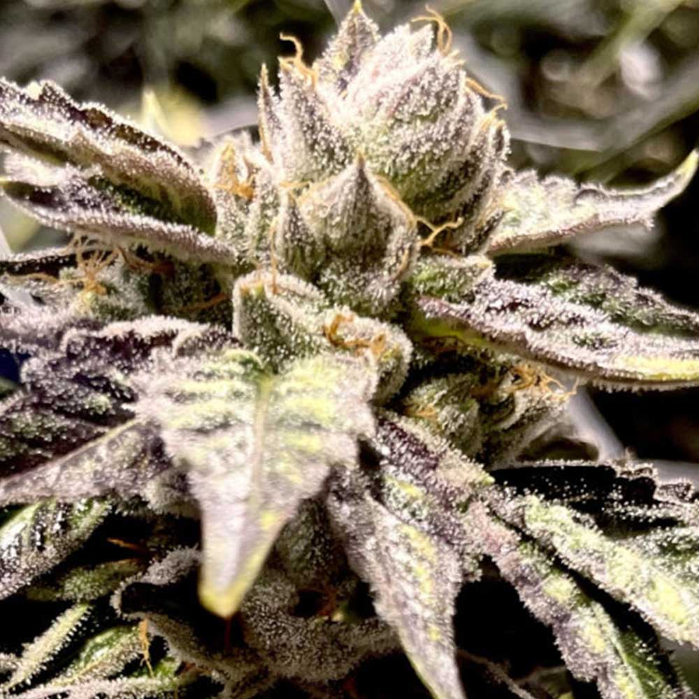Lemon Ghost Train