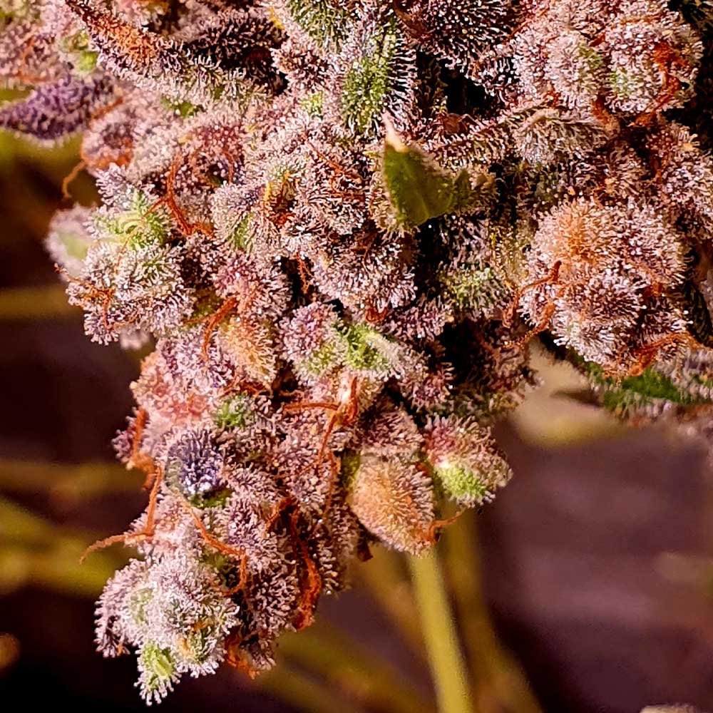 Red Hot Junky Feminized Cannabis Seeds Holy Smoke Seeds