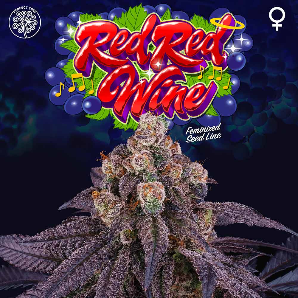 Red Red Wine Female Weed Seeds