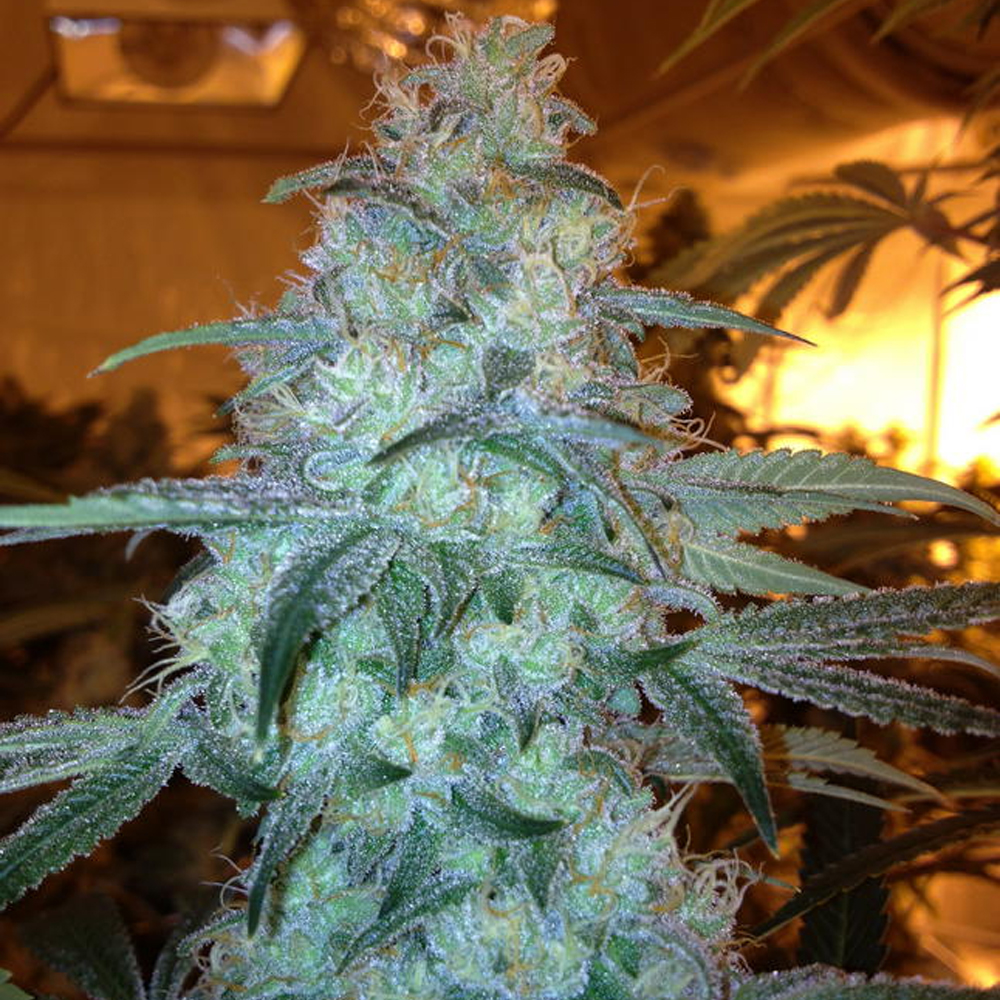 Rug Burn OG Fem