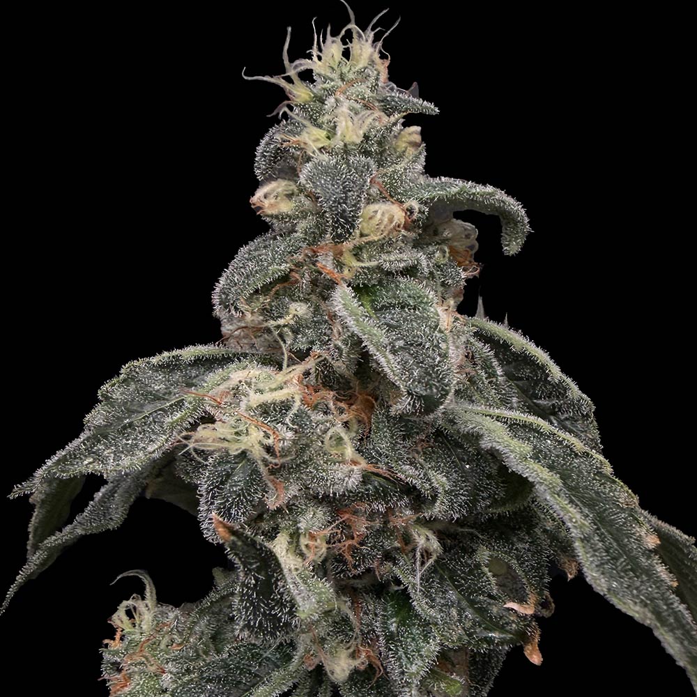 Safari Boat Cannabis Seeds Commonwealth Seeds