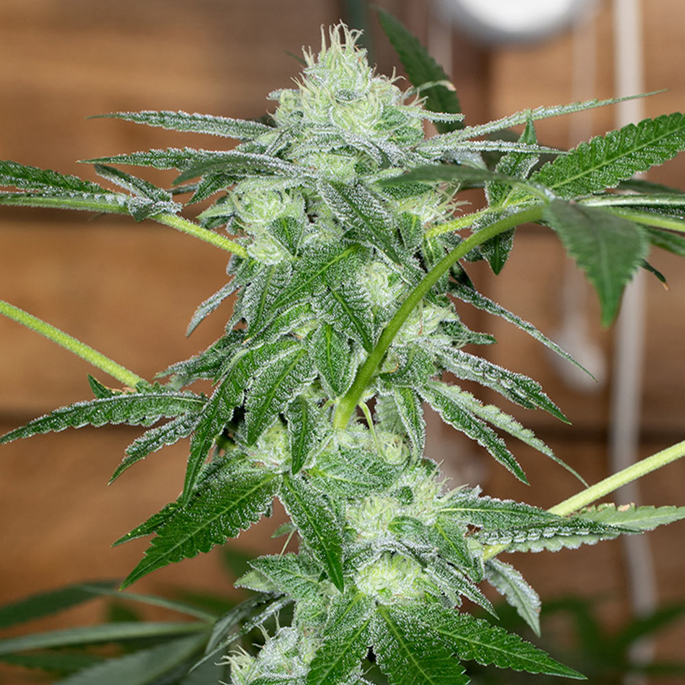 Sherb Tini Regular Cannabis Seeds by Karma Genetics Wholesale