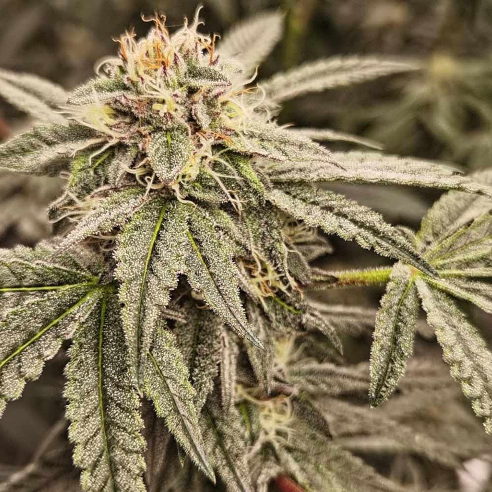 Sour Cuntz Female Weed Seeds by Conscious Genetics