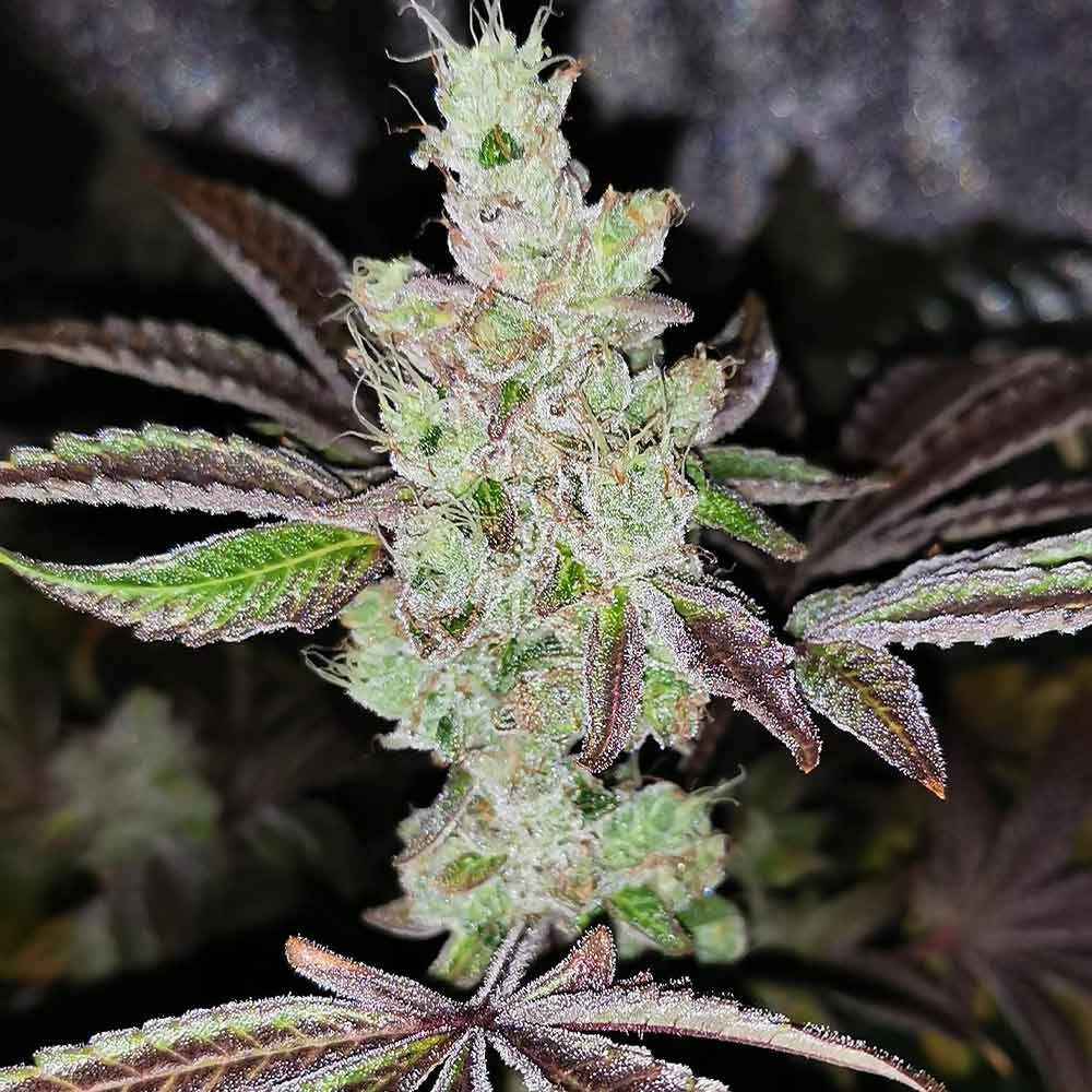 Sour Kuntz Female Cannabis Seeds