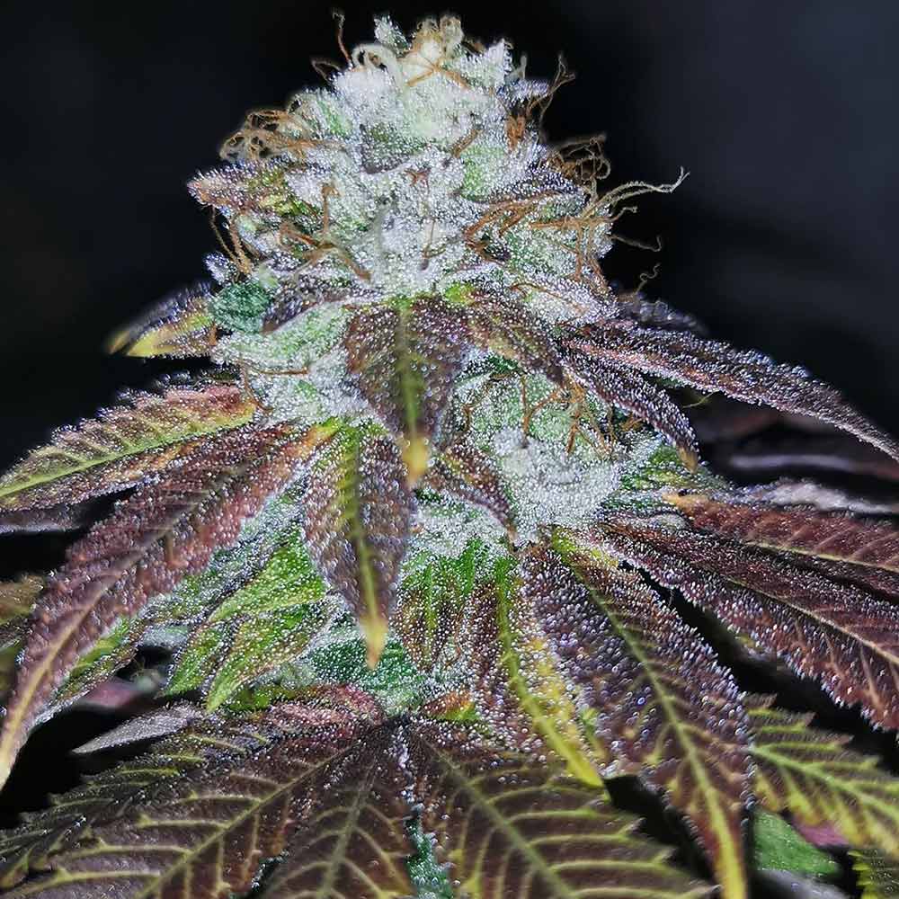 Squirterz Female Cannabis Seeds