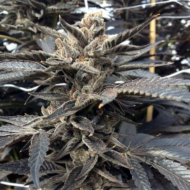 Rare Dankness Female Cannabis Seeds
