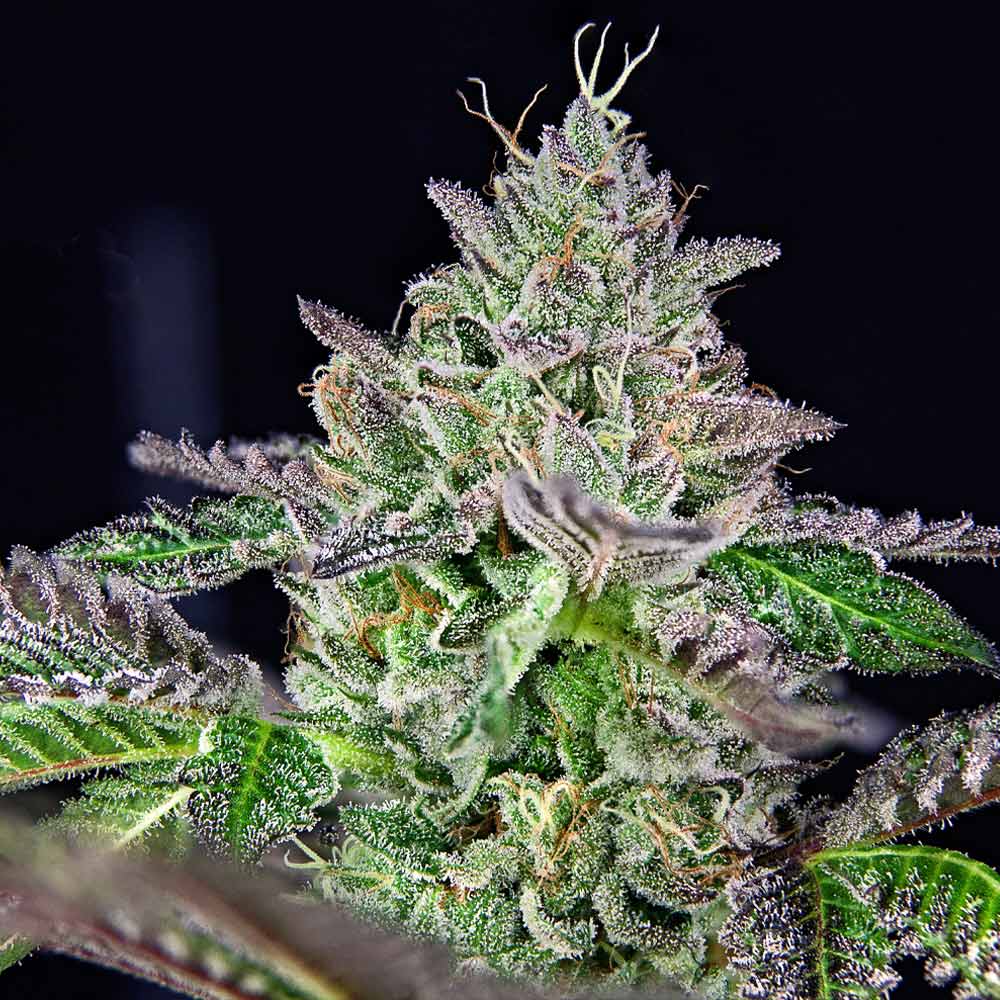 Strawmelon Female Weed Seeds by Grateful Seeds Wholesale