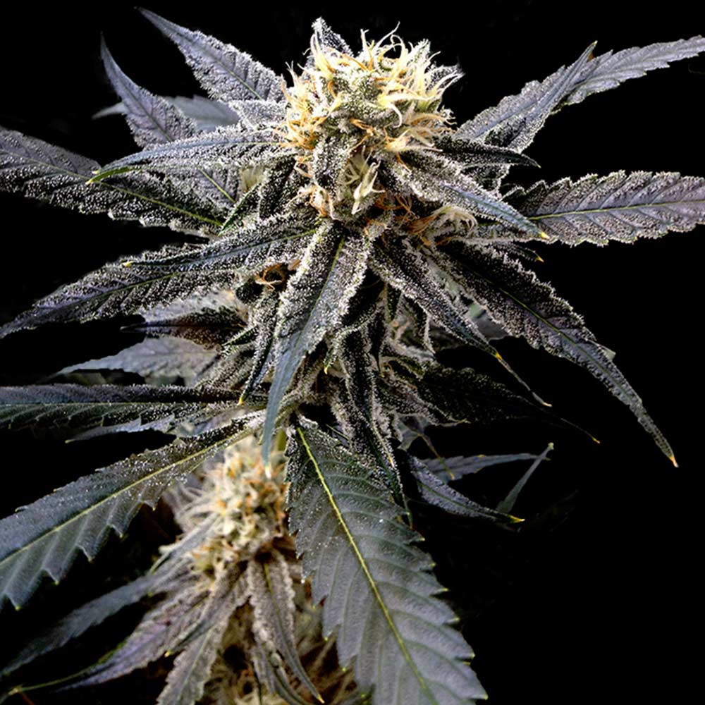 STRAWBERRY BANANA FEMALE WEED SEEDS BY DNA GENETICS
