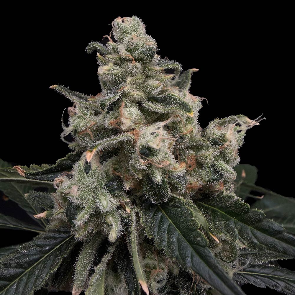 Strawberry Honeycombz Cannabis Seeds Commonwealth Seeds
