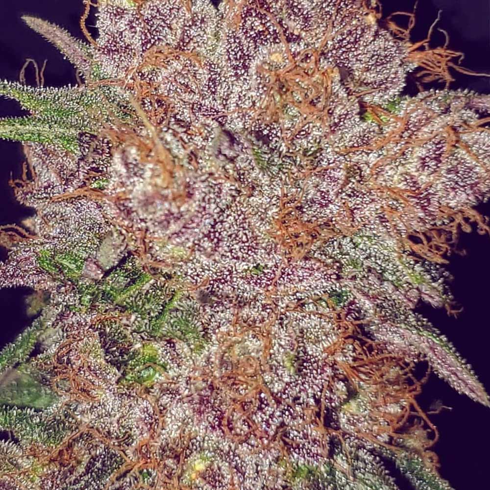 Strawberry Ice Feminized Cannabis Seeds by The Cali Connection Wholesale