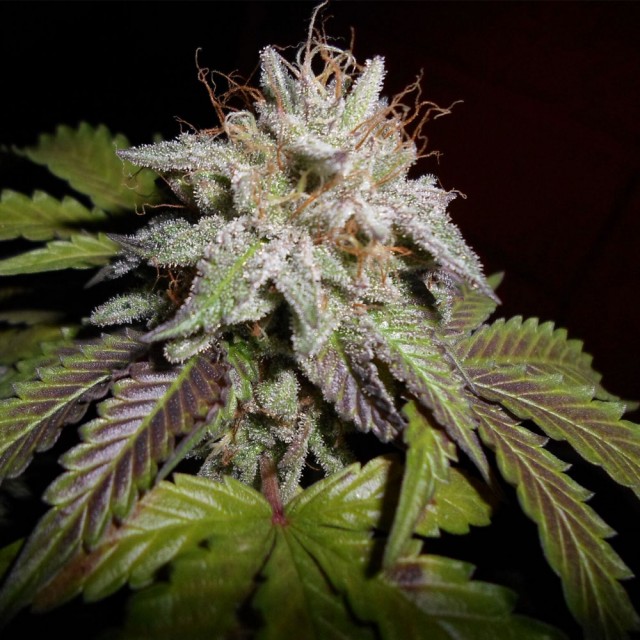 Sherbet S1 Female Cannabis Seeds