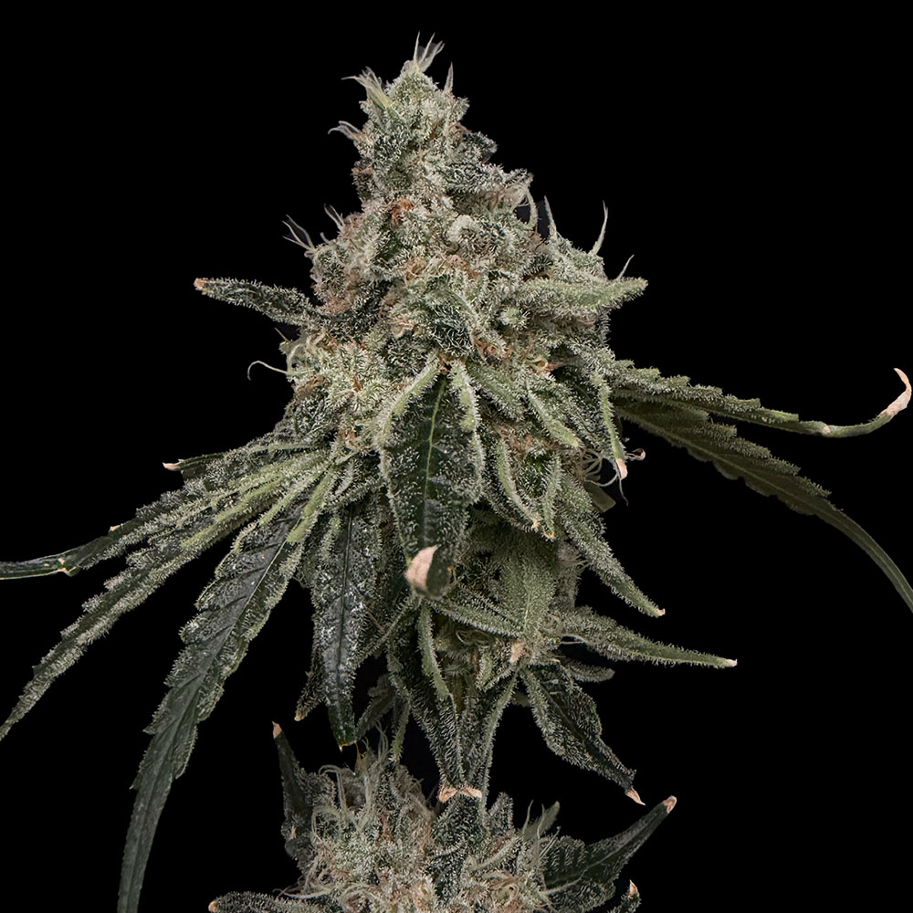Superberry Cannabis Seeds Commonwealth Seeds
