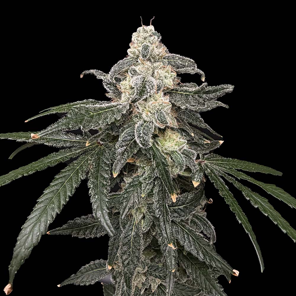 Thornberry Pie Cannabis Seeds Commonwealth Seeds