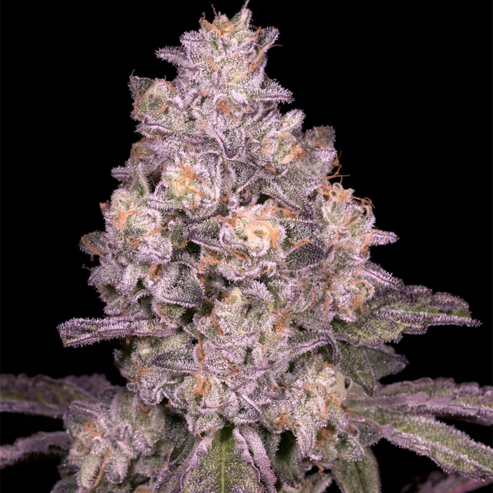 Triple Threat Regular Cannabis Seeds Archive Seed Bank