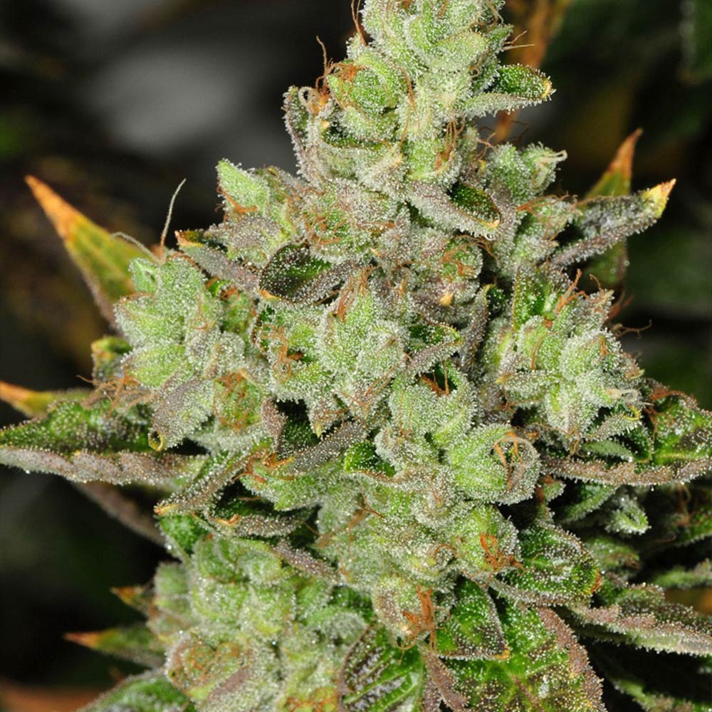 Venom OG