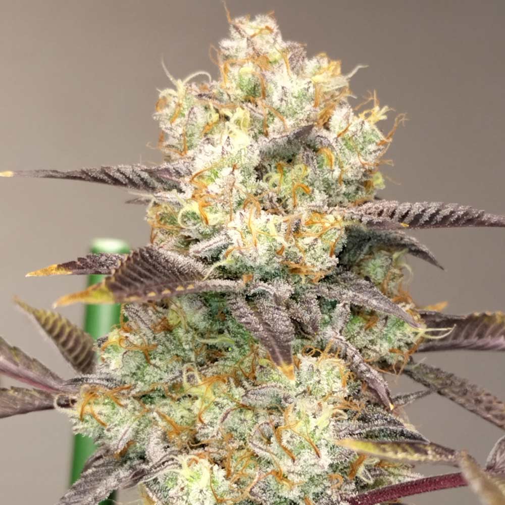 Vitamin Z Female Weed Seeds by Grounded Genetics Wholesale