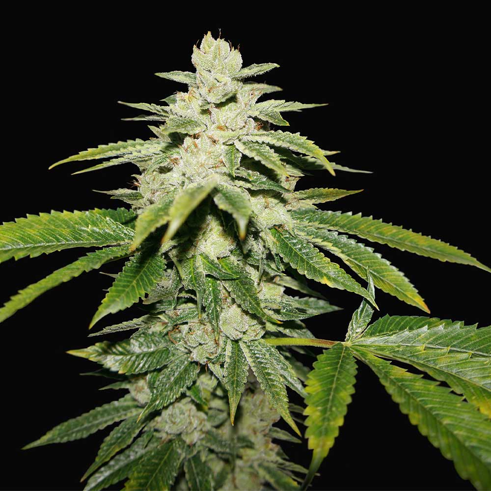 WaterMelon Ultra Female Cannabis Seeds