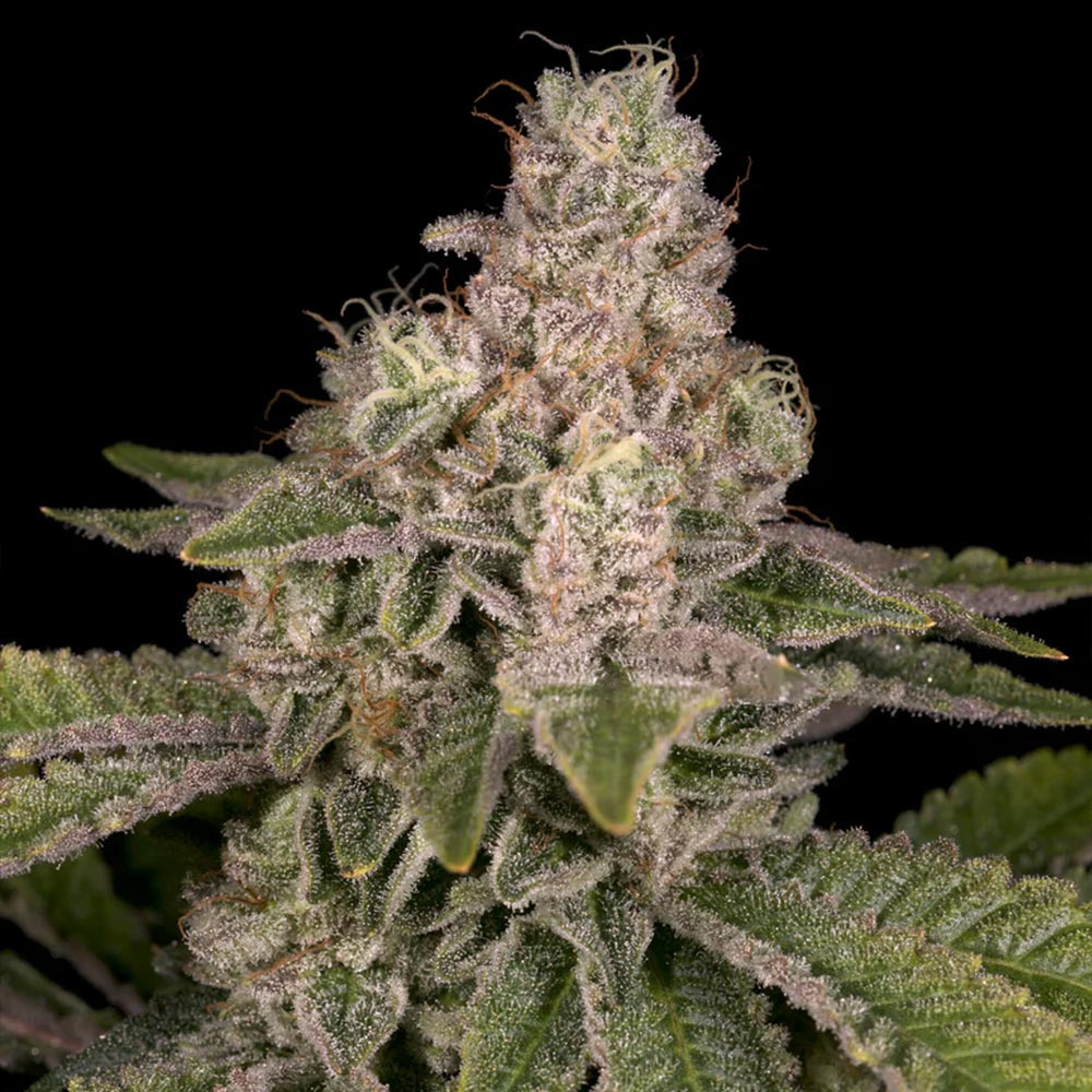 Yoshi Regular Cannabis Seeds Archive Seed Bank