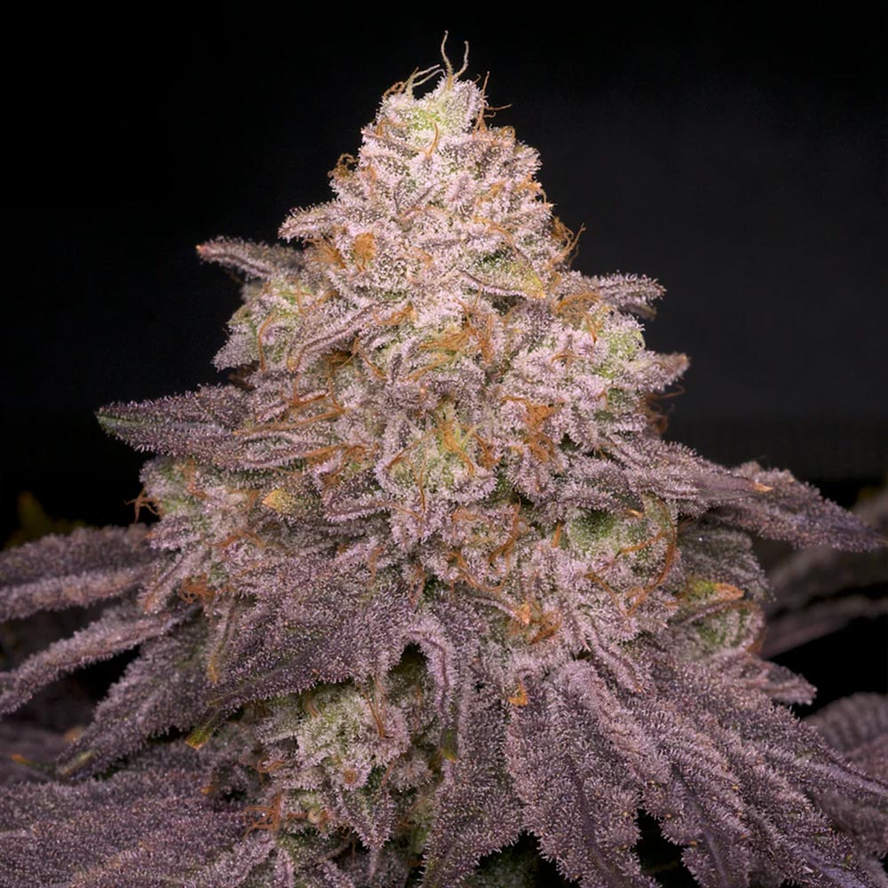 Zikigai Regular Cannabis Seeds Archive Seed Bank