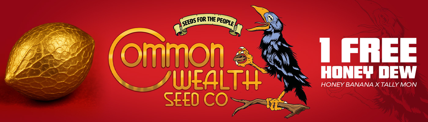 Common Wealth Seed Co. x Archive Seedbank: Latest Grape Sunshine Hybrids