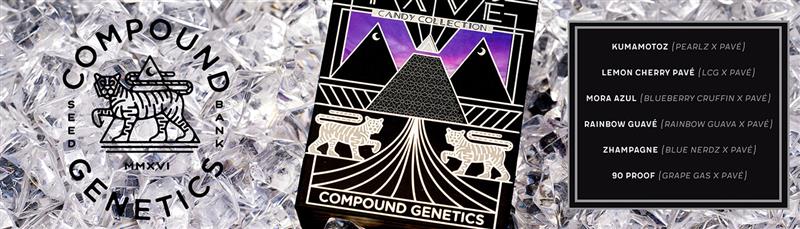 Compound Genetics Pavé Line