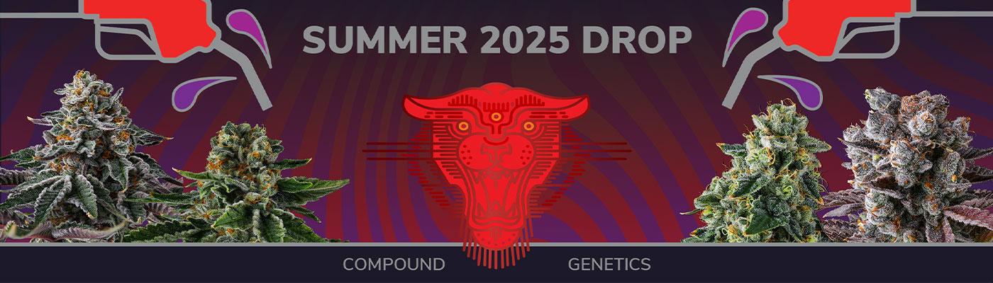 Compound Genetics: Eye Candy and Grape Gas Drop 2