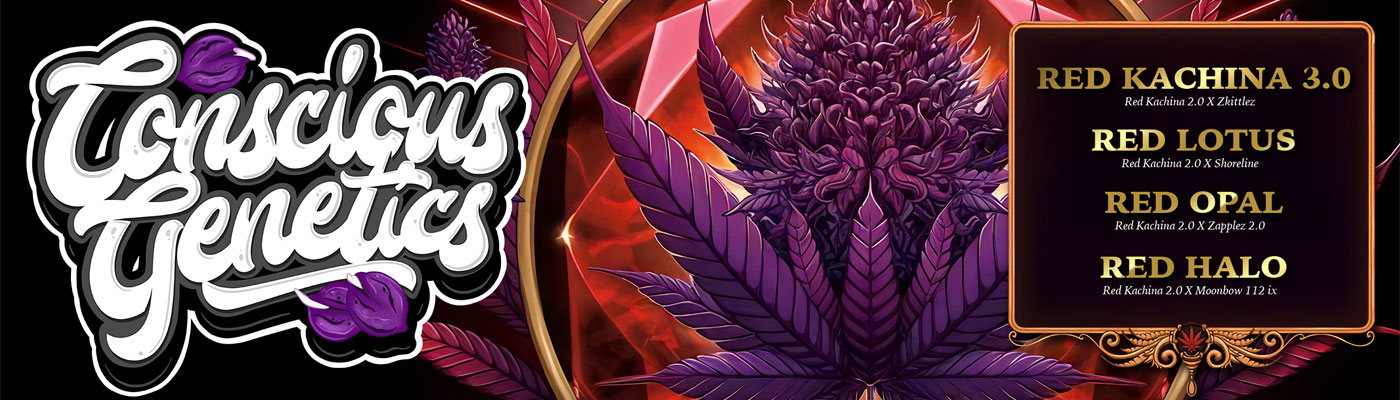 Introducing the Conscious Genetics Red Kachina 2.0 Line — Four Strains That Redefine Purps