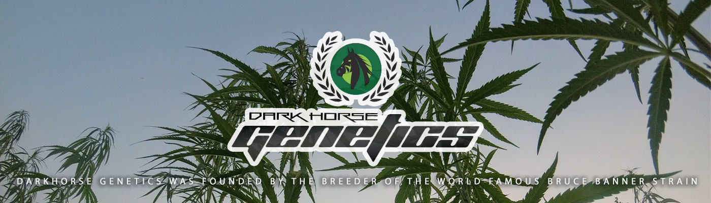 Dark Horse Genetics Cannabis Seeds – Home Of The Hulk