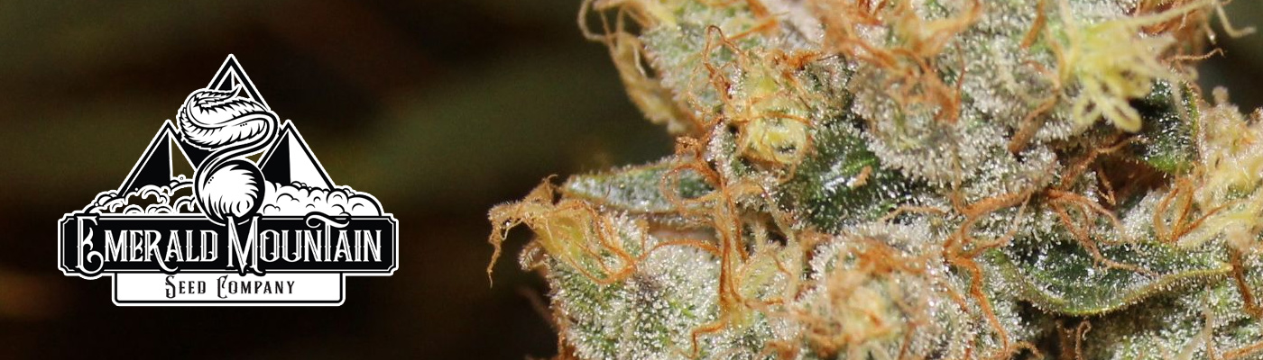 Emerald Mountain Legacy Cannabis Seeds – Mandelbrot Lives On!