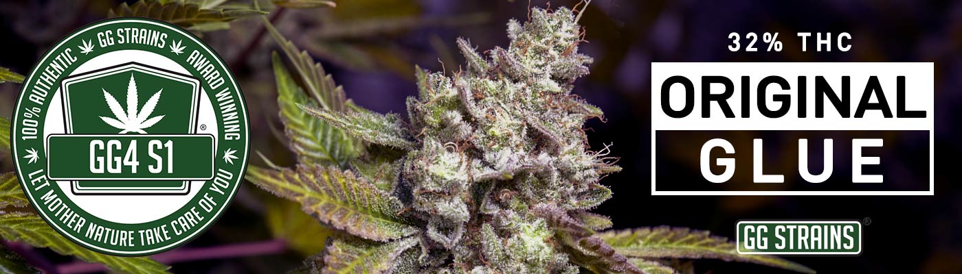 GG Strains Cannabis Seeds – Stick With The Original Glue