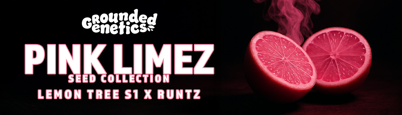 Pink Limez Seed Line Grounded Genetics