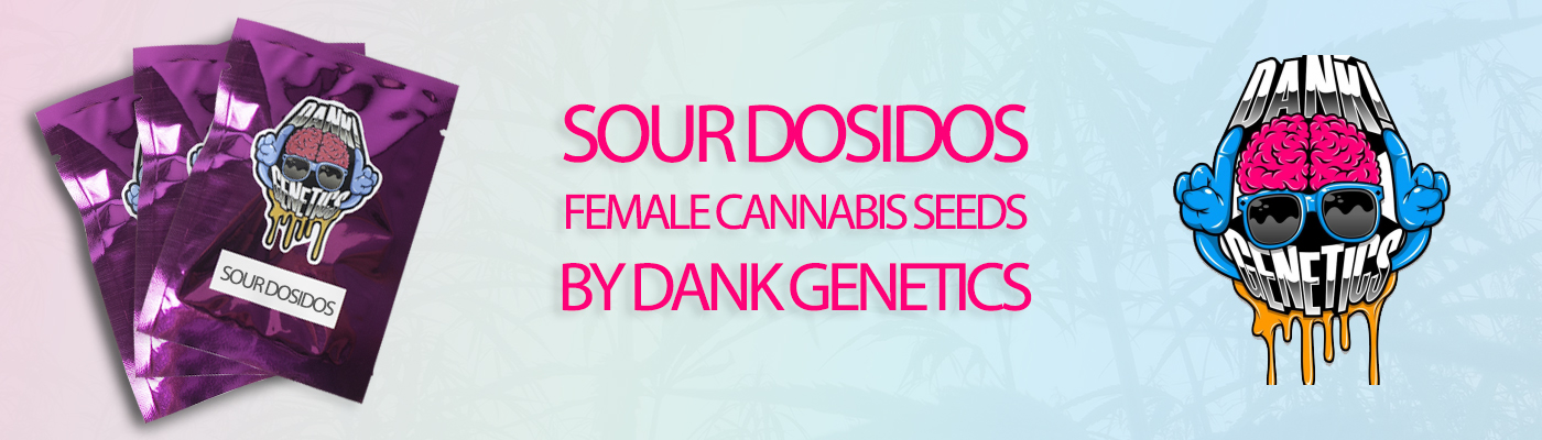 Sour Dosidos Cannabis Seeds By Dank Genetics