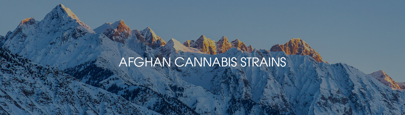 Afghan Cannabis Strains