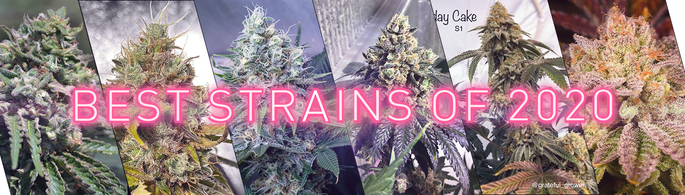 The Best Cannabis Strains of 2020 – PureSativa’s Picks of the Year