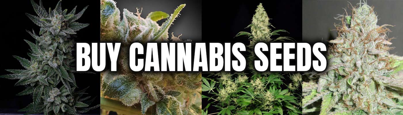 Buy Cannabis Seeds